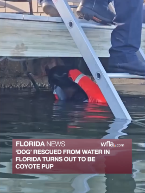 @WFLA News Channel 8