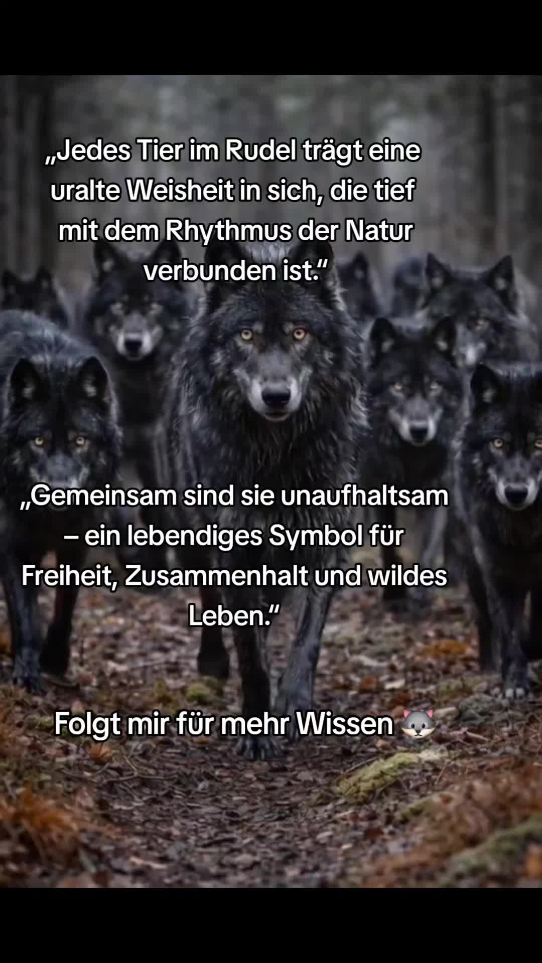 @Schutz für Wolf und Weide 🇦🇹