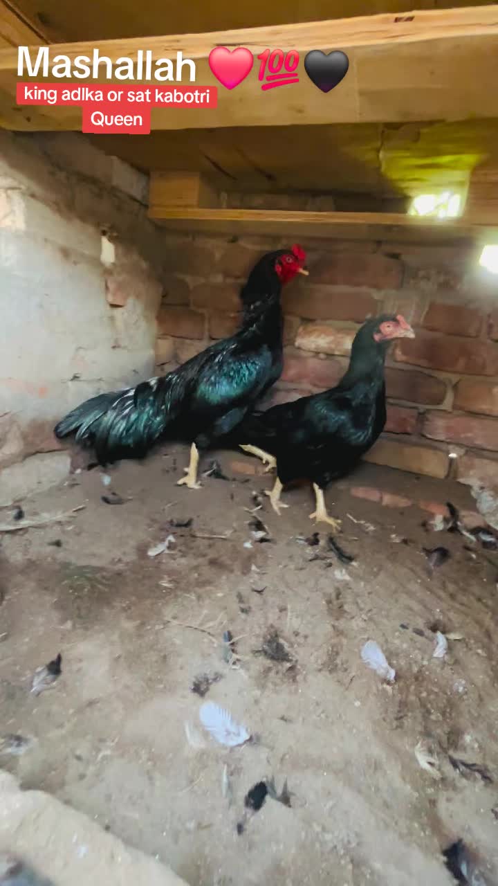 @شوق سرگودھا آ لے دا🔥🦅🐦&zwj;🔥😈