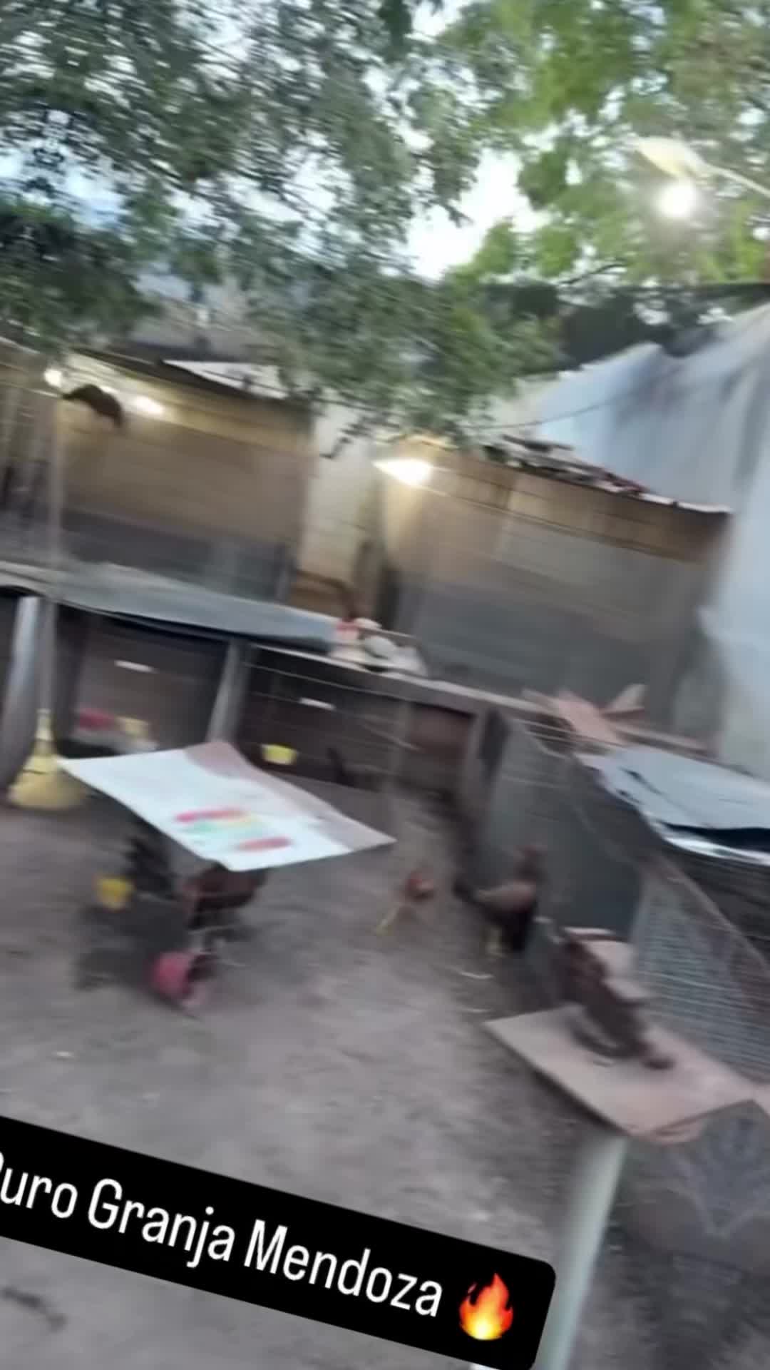 @ElPalmaritoGAMEFARM