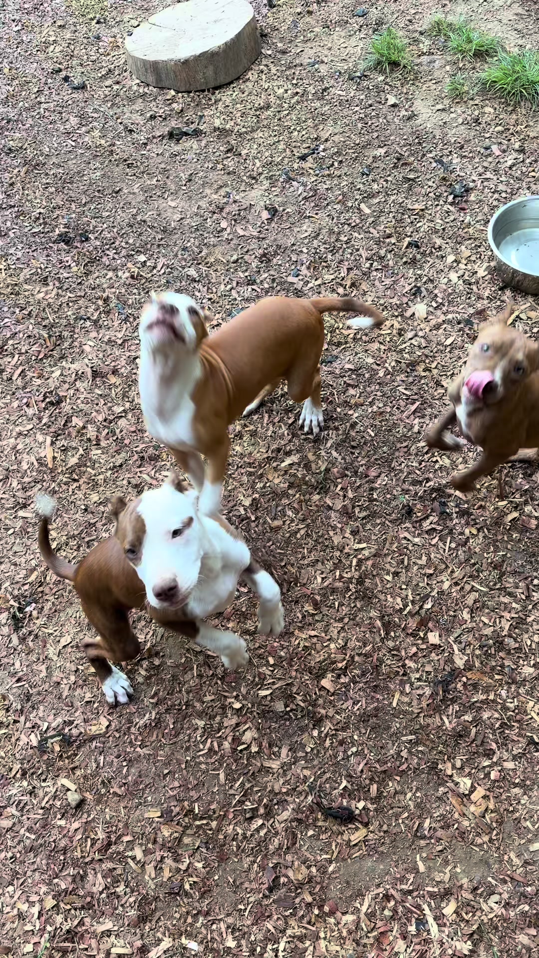 @WorldGoneMadKennels