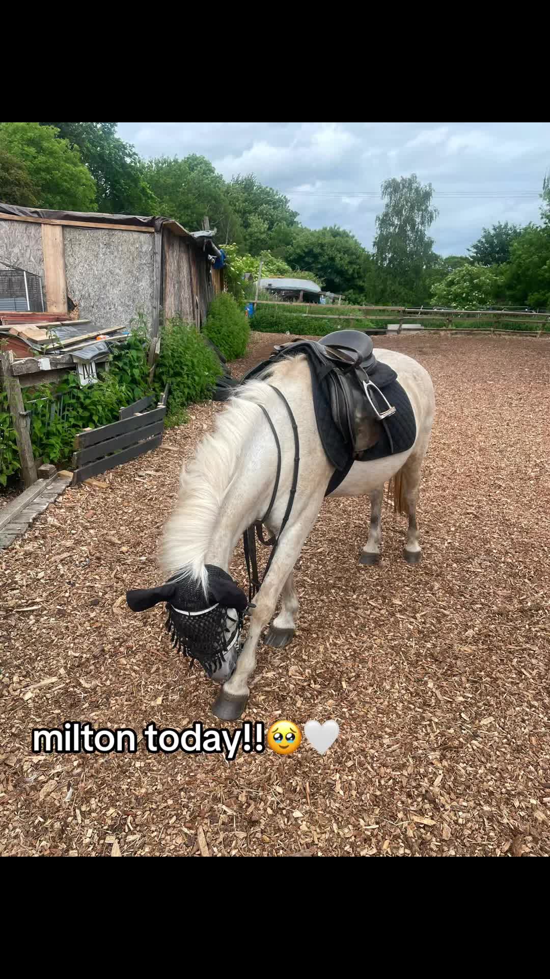 @lilys.riding🎀🐴