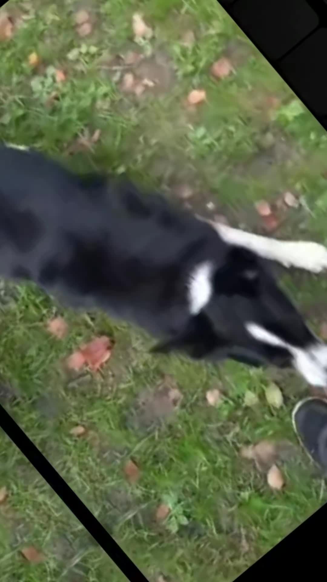 @Bordercollies Anonymous Club
