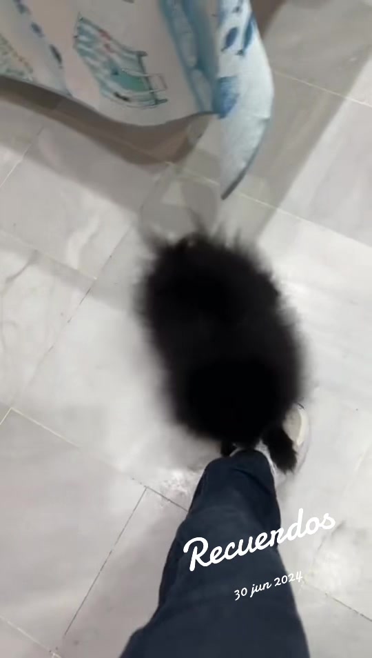 @pomeranian_iru_madrid