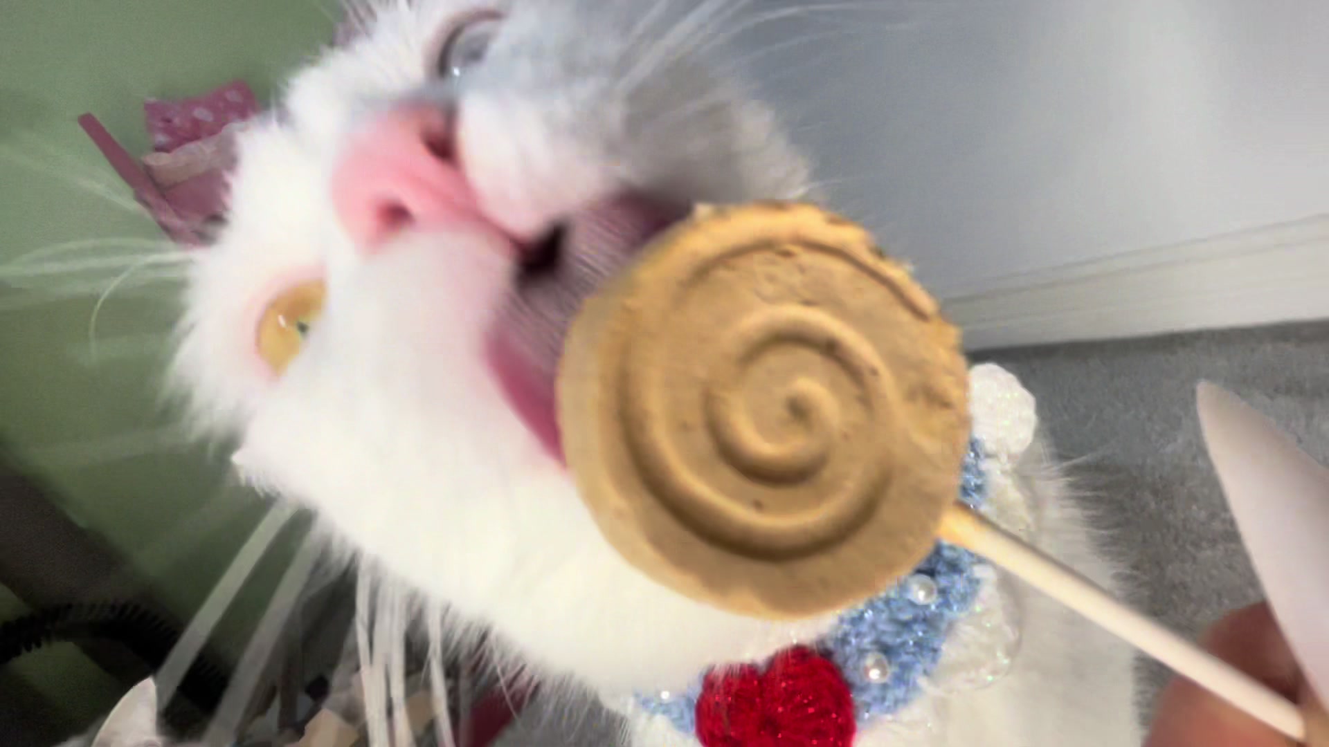 @TheFancyCatsWorld
