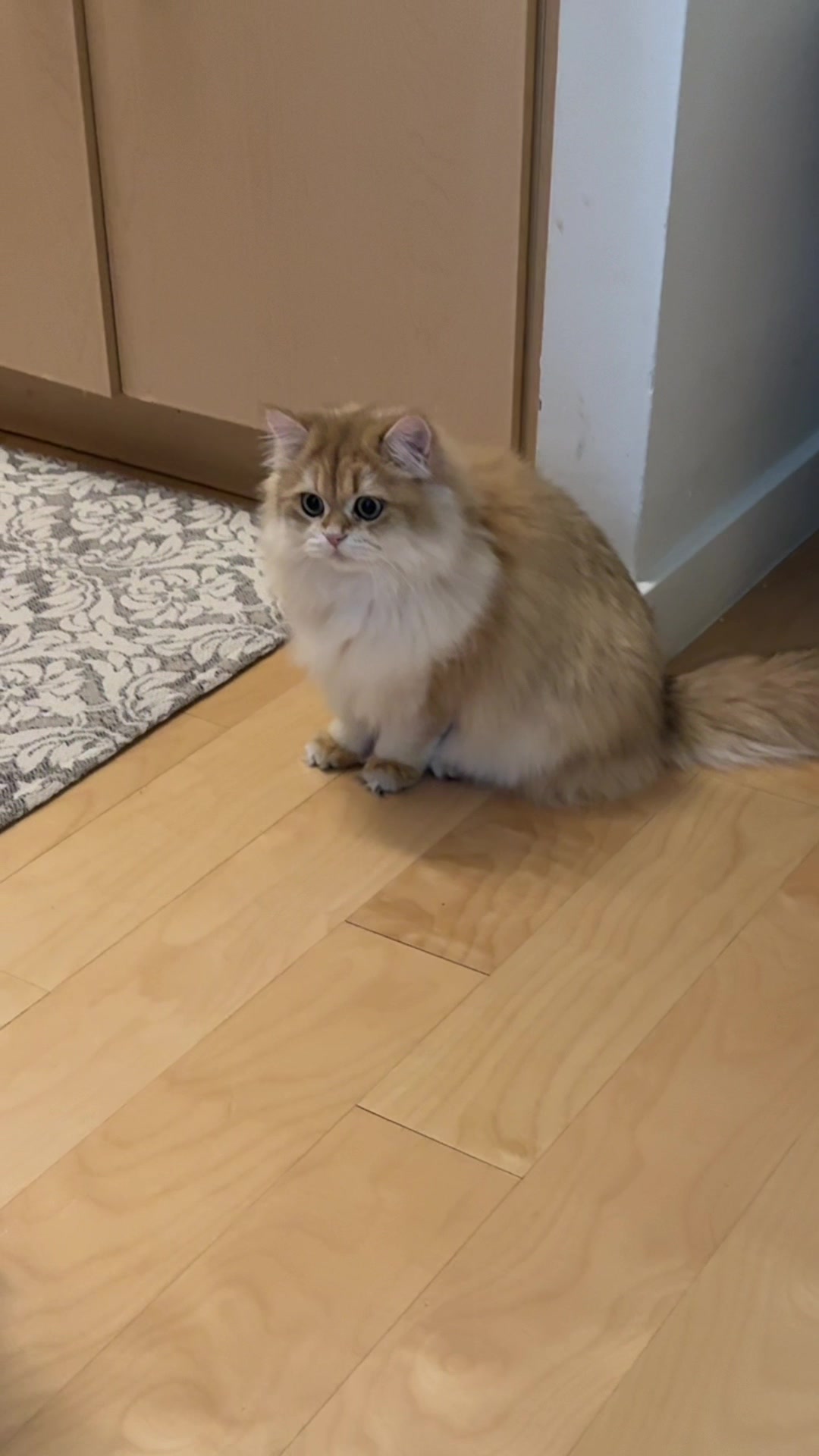 @Cleo the City Kitty