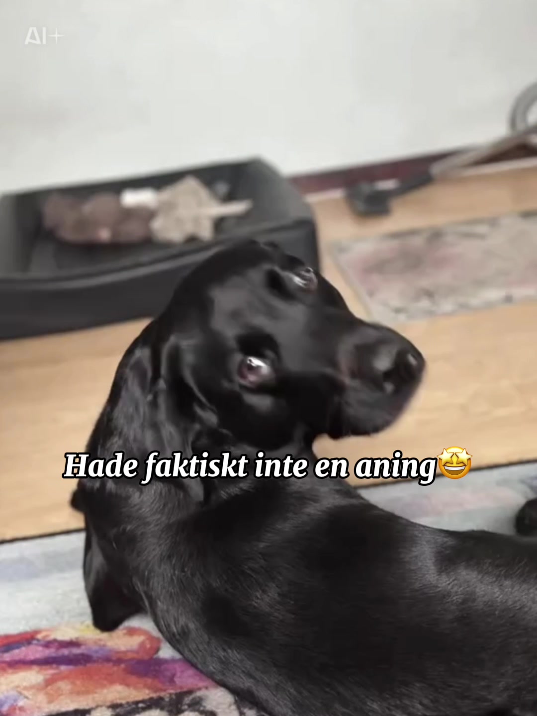 @dutch_lab_stories