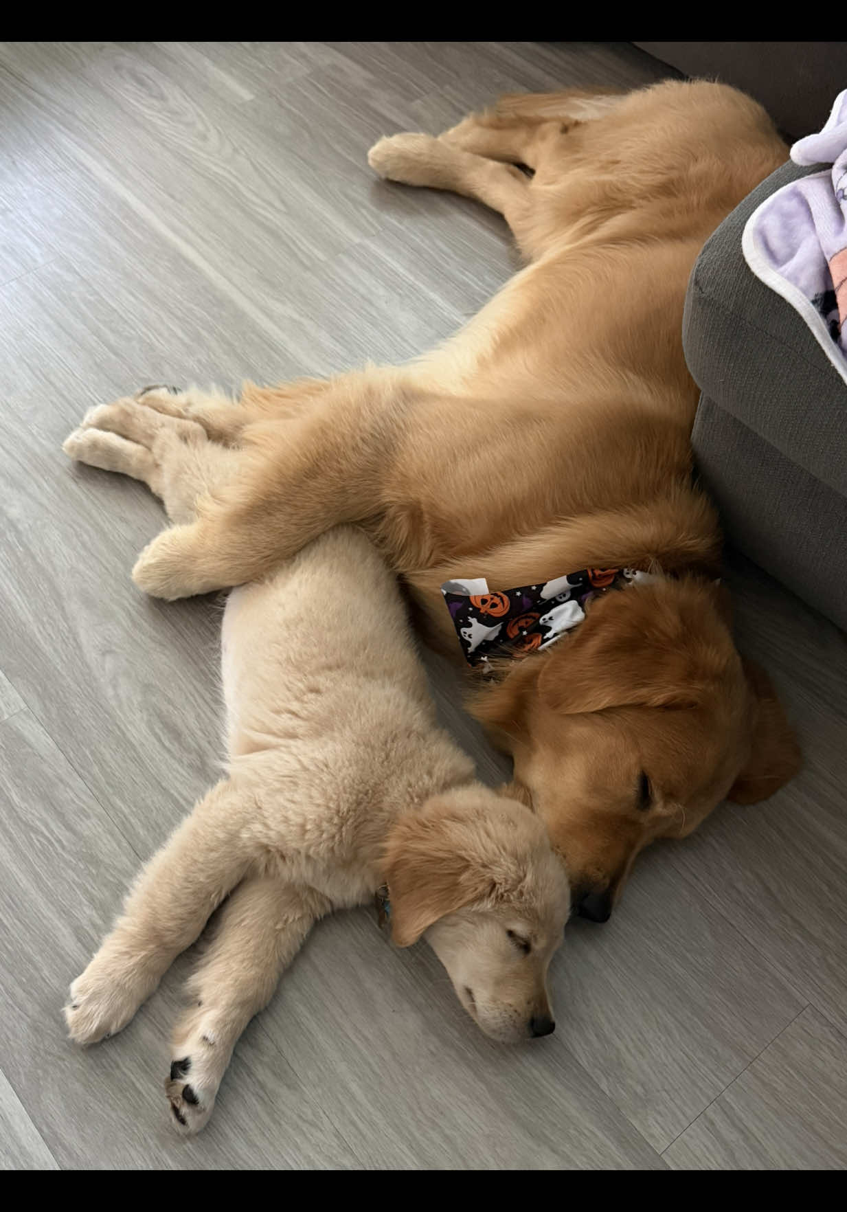 @Teddy & Tucker🐾