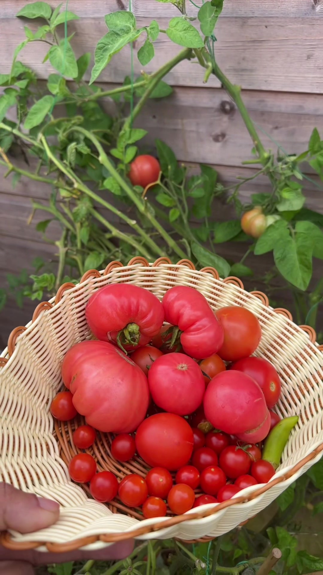 @Sidra's Bucket