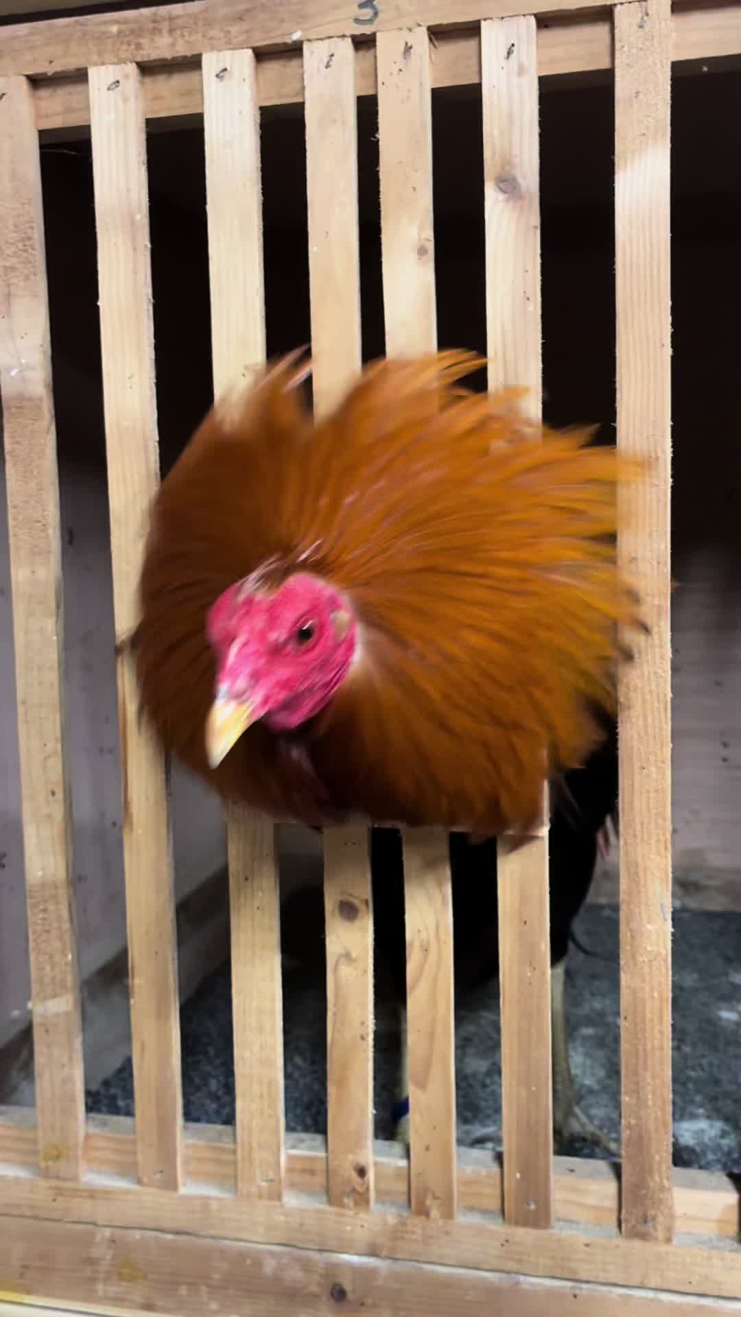 @Rancho_Ramirez209