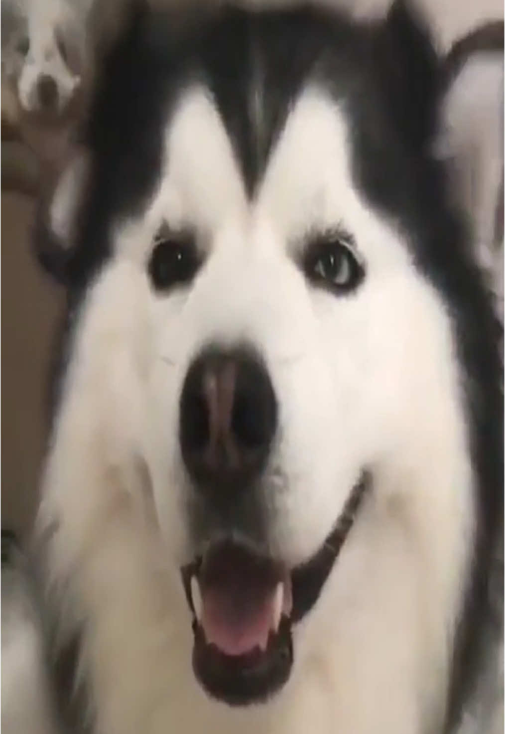 @cute dogs channel