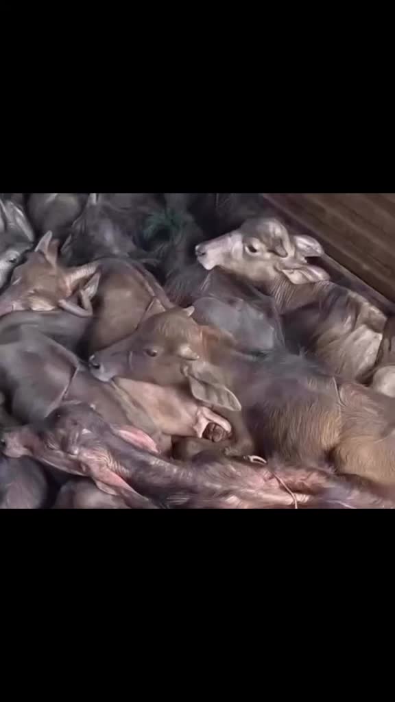 @VeganerTerrorist