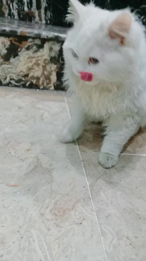 @C̆a𝔱𝔰 𝔴𝔦𝔱𝔥 N̆̈𝔬𝔬r̆̈❤️
