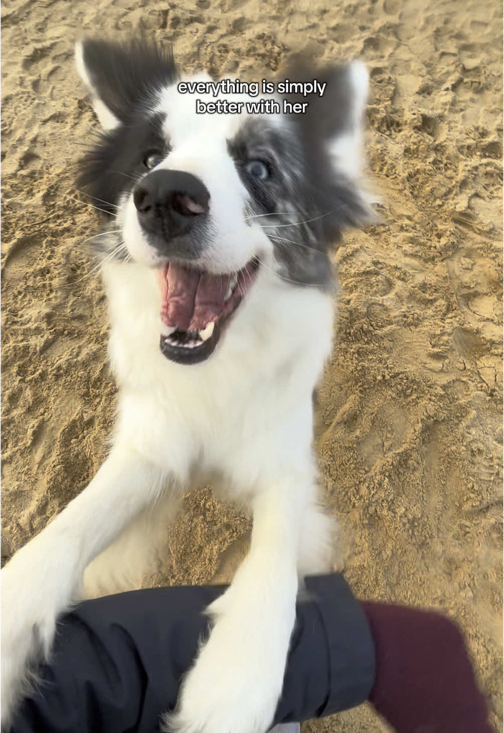 @elisathebordercollie