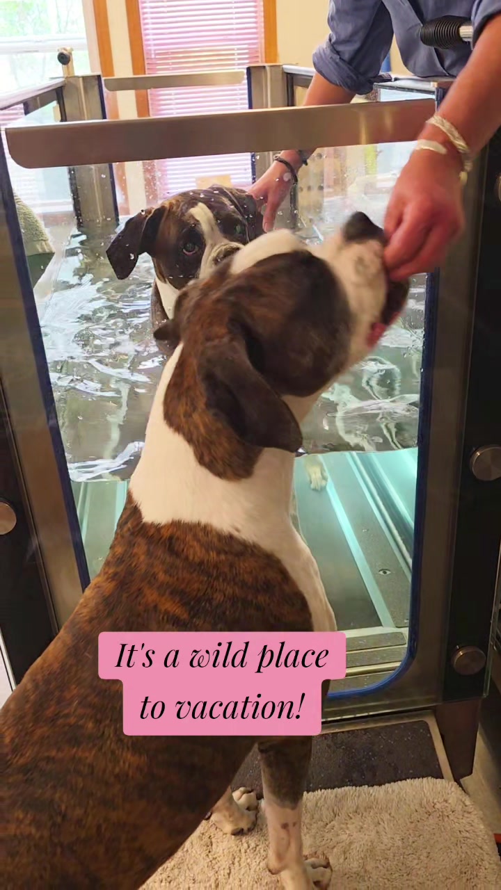 @BoxersLily&Elvis