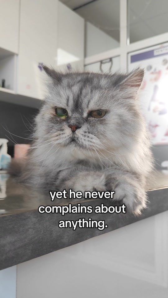 @Fluffy and Pixie