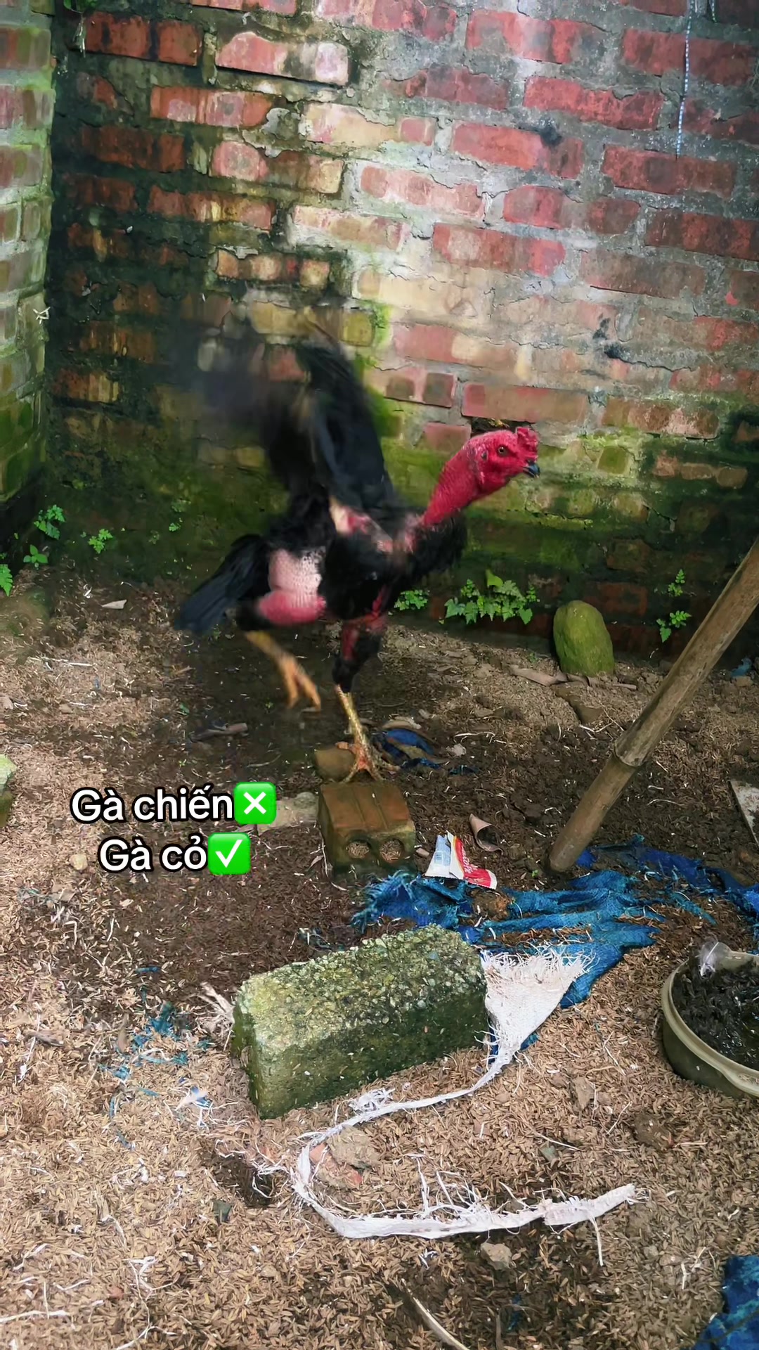 @Sinh gà Cỏ