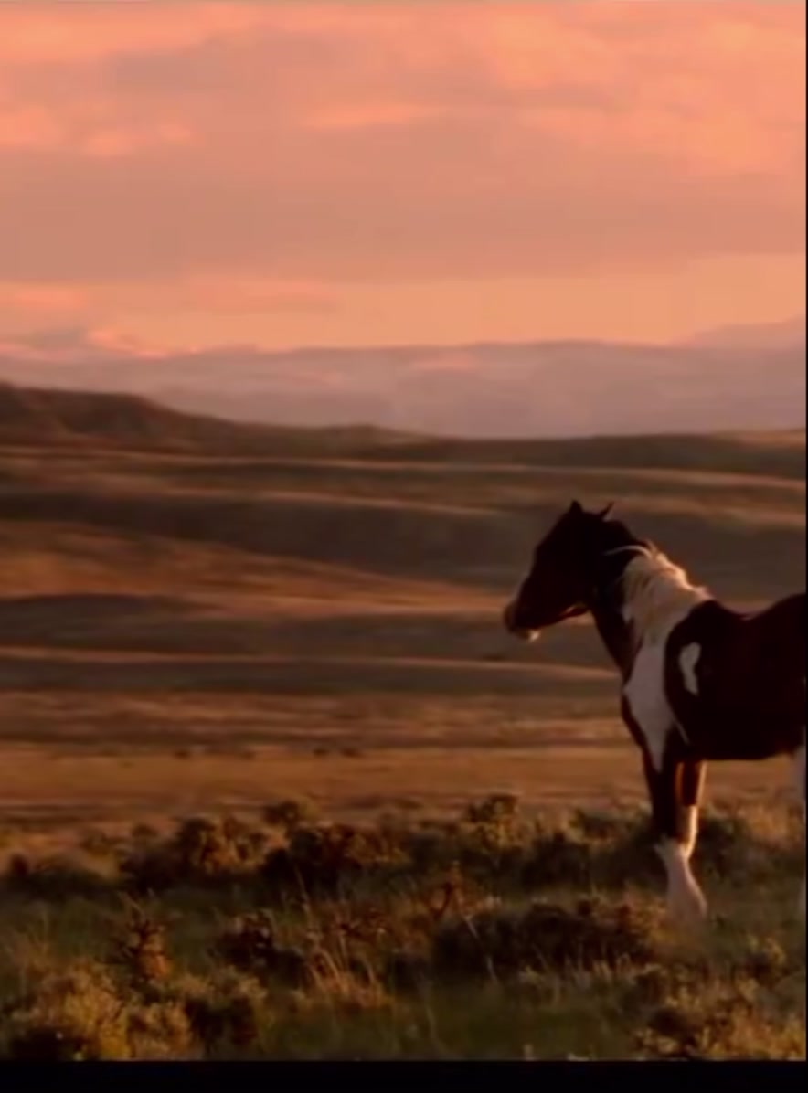 @HORSES