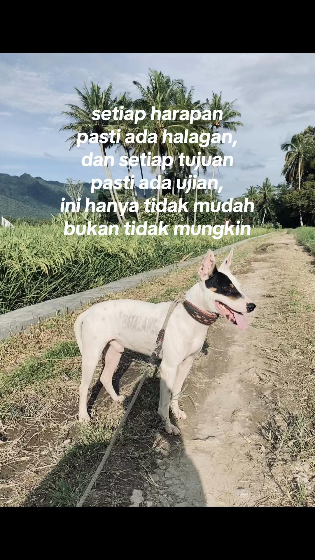 @Jabua