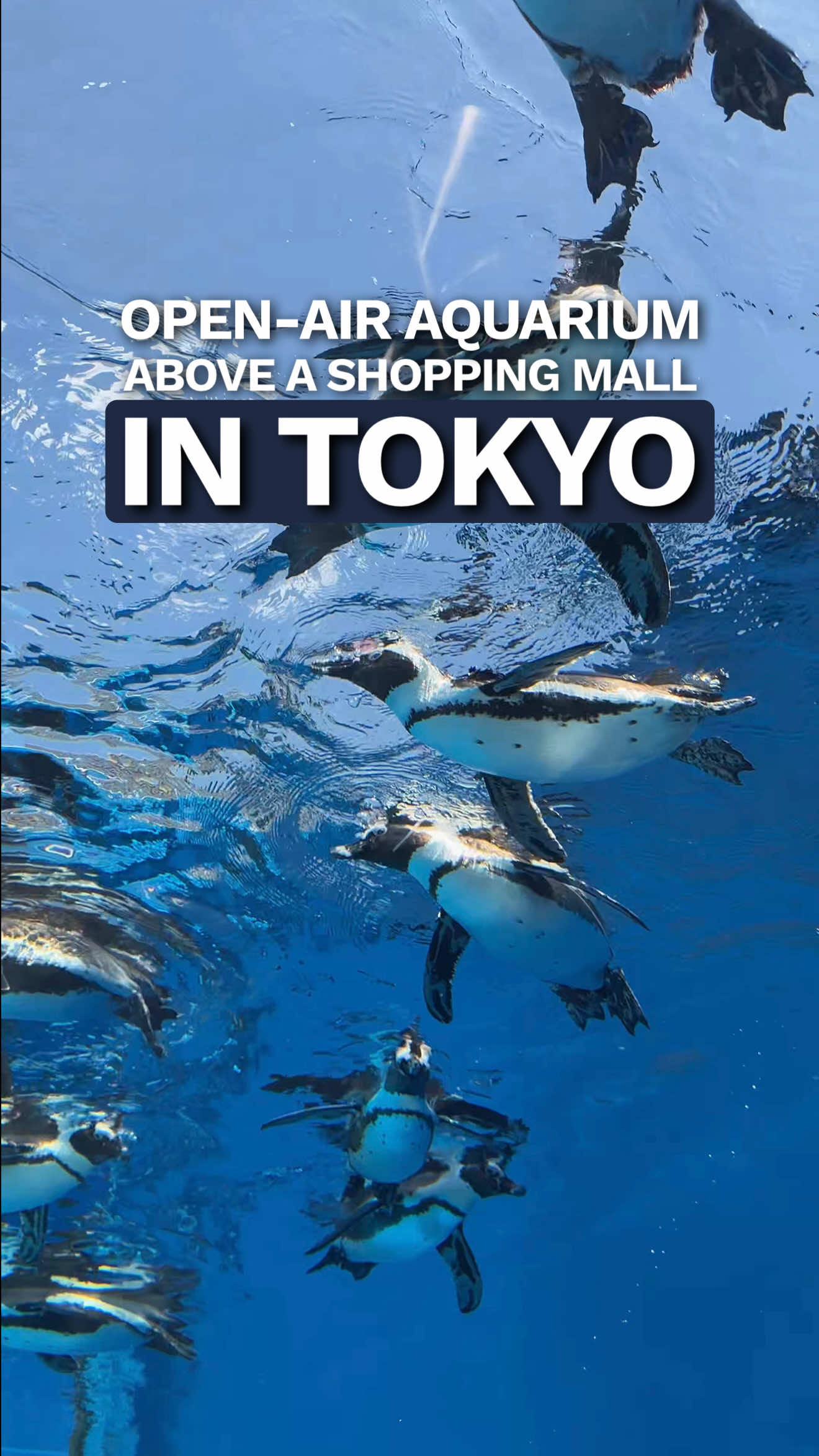 @Leslie | Food & Japan Travel