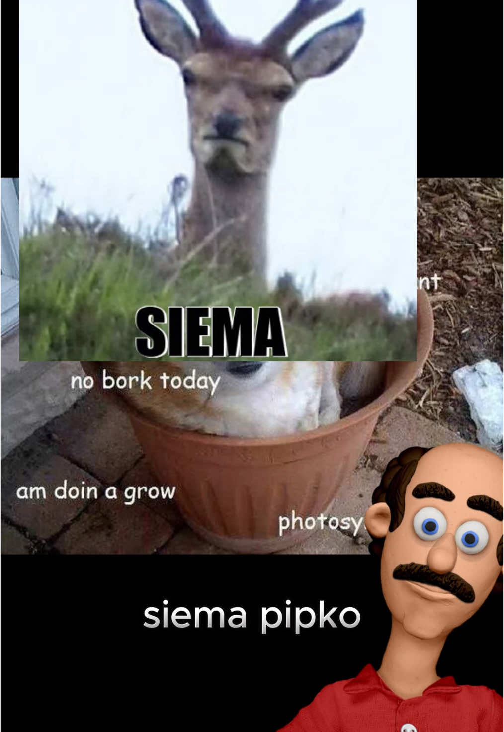 @romek.psiarz