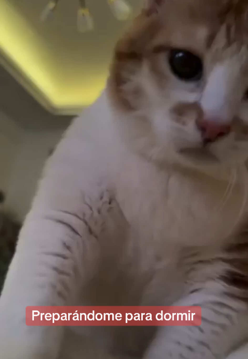 @Petlife