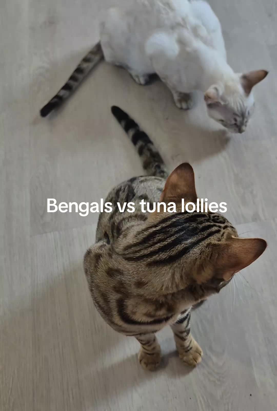 @brattylittlerainbowgirl