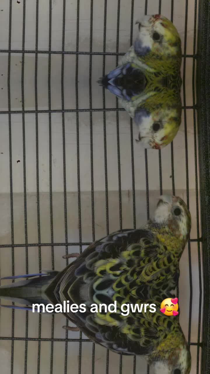 @shaws exotics