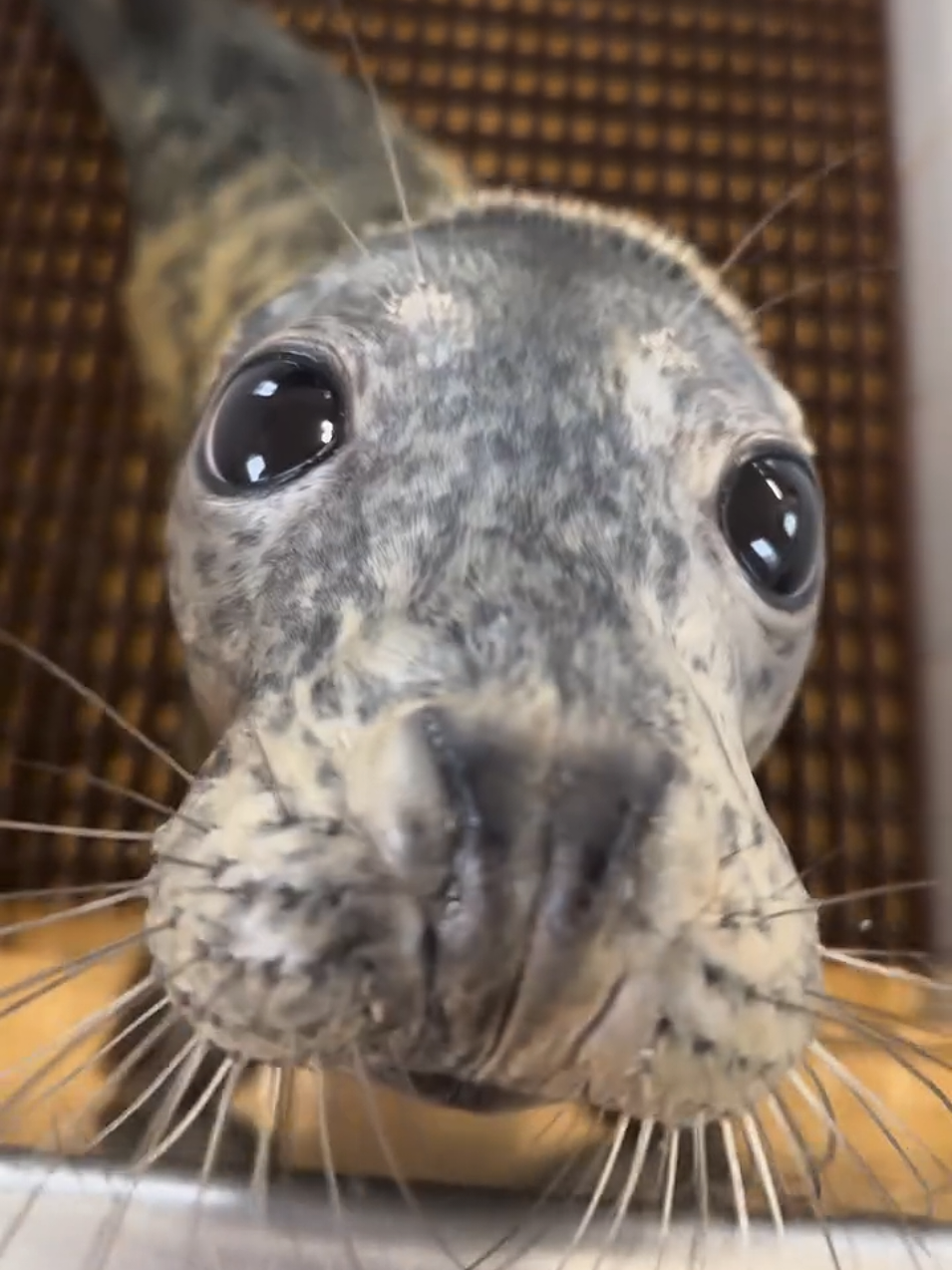 @🩷🎀 seal 🦭🩷