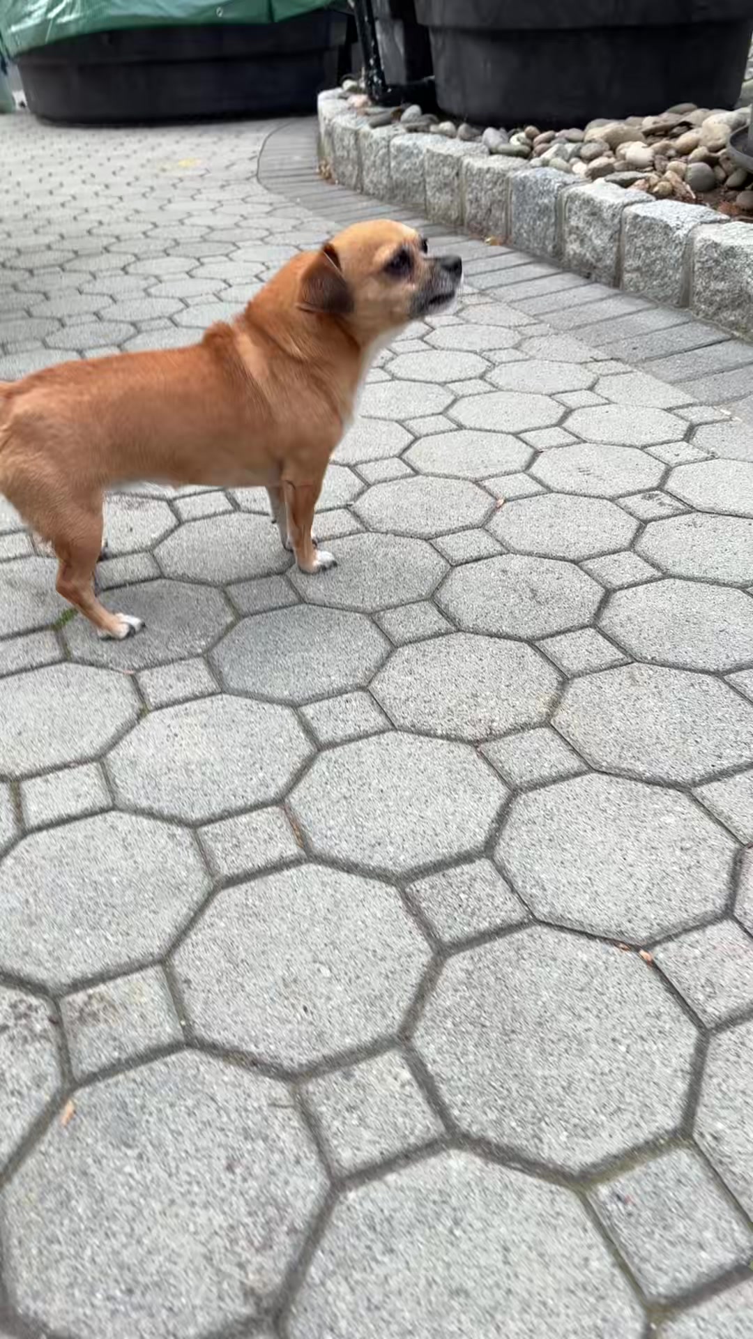 @ThePawfectDuo
