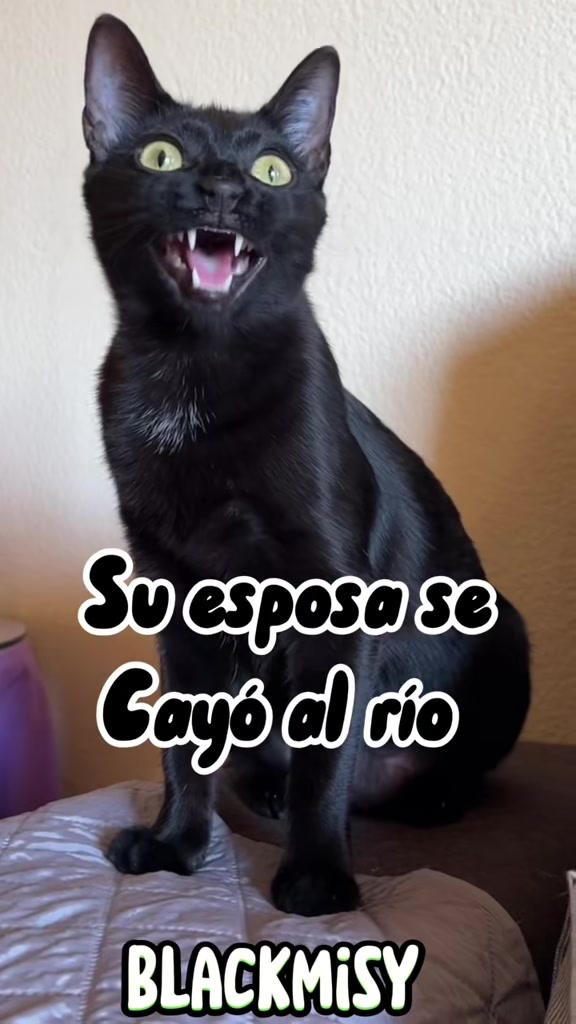 @BlackMisy