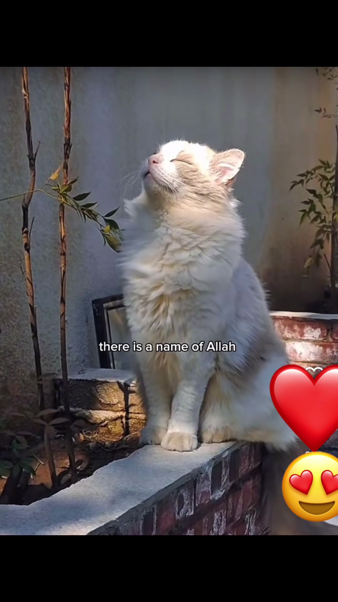 @Islamic World 🌎