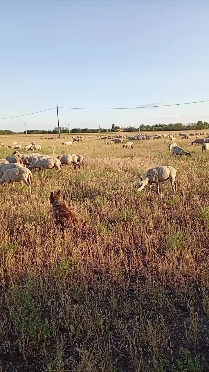@Rózsa Mihály 🦂