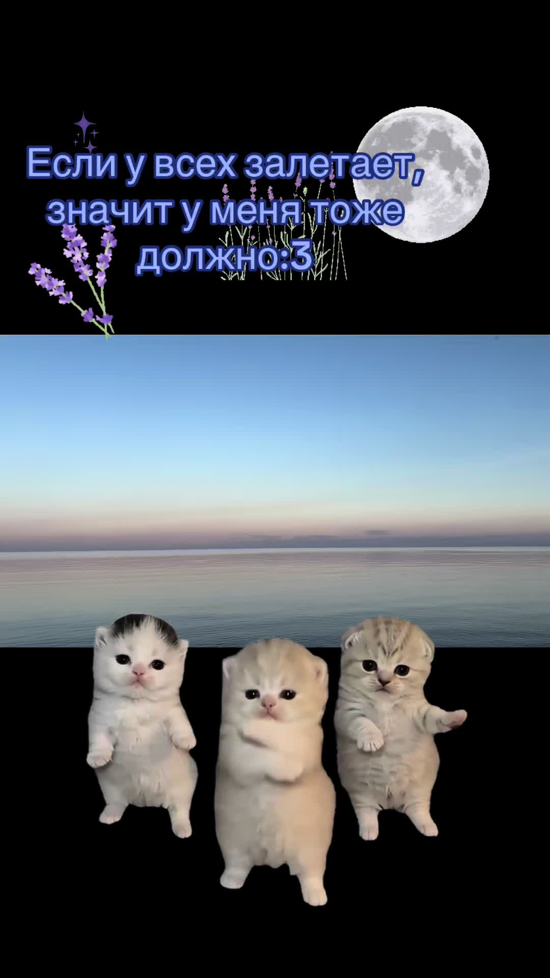 @𝑹𝒆𝒏𝒛𝒖!PDB⋆🪻🌑