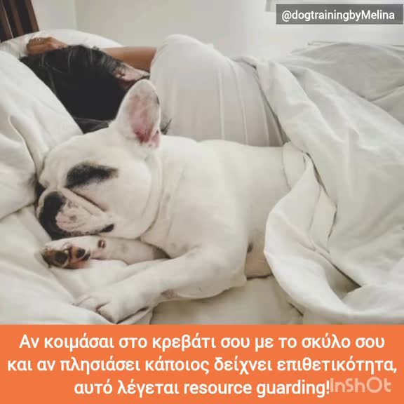 @dogtrainingbymelina