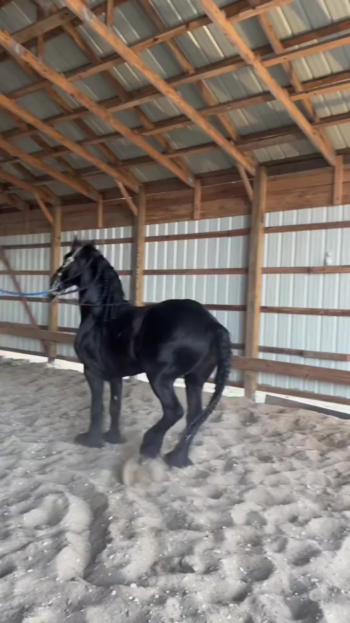 @ganadería🐮 y caballo🐴☠️