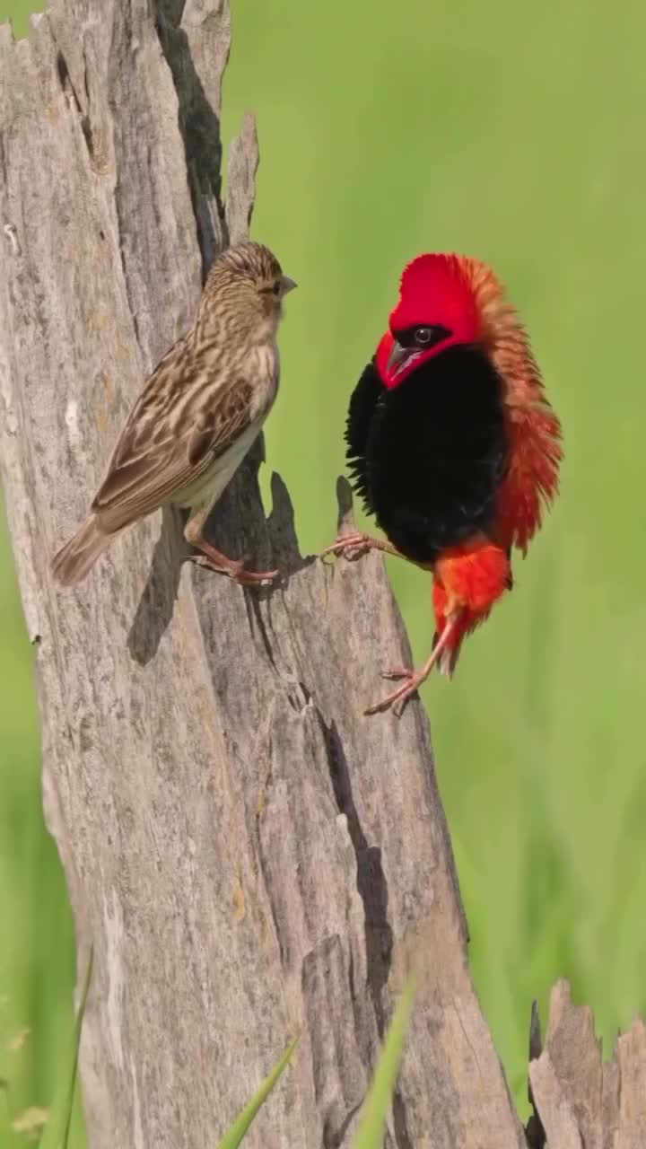 @David_Nature_Africa