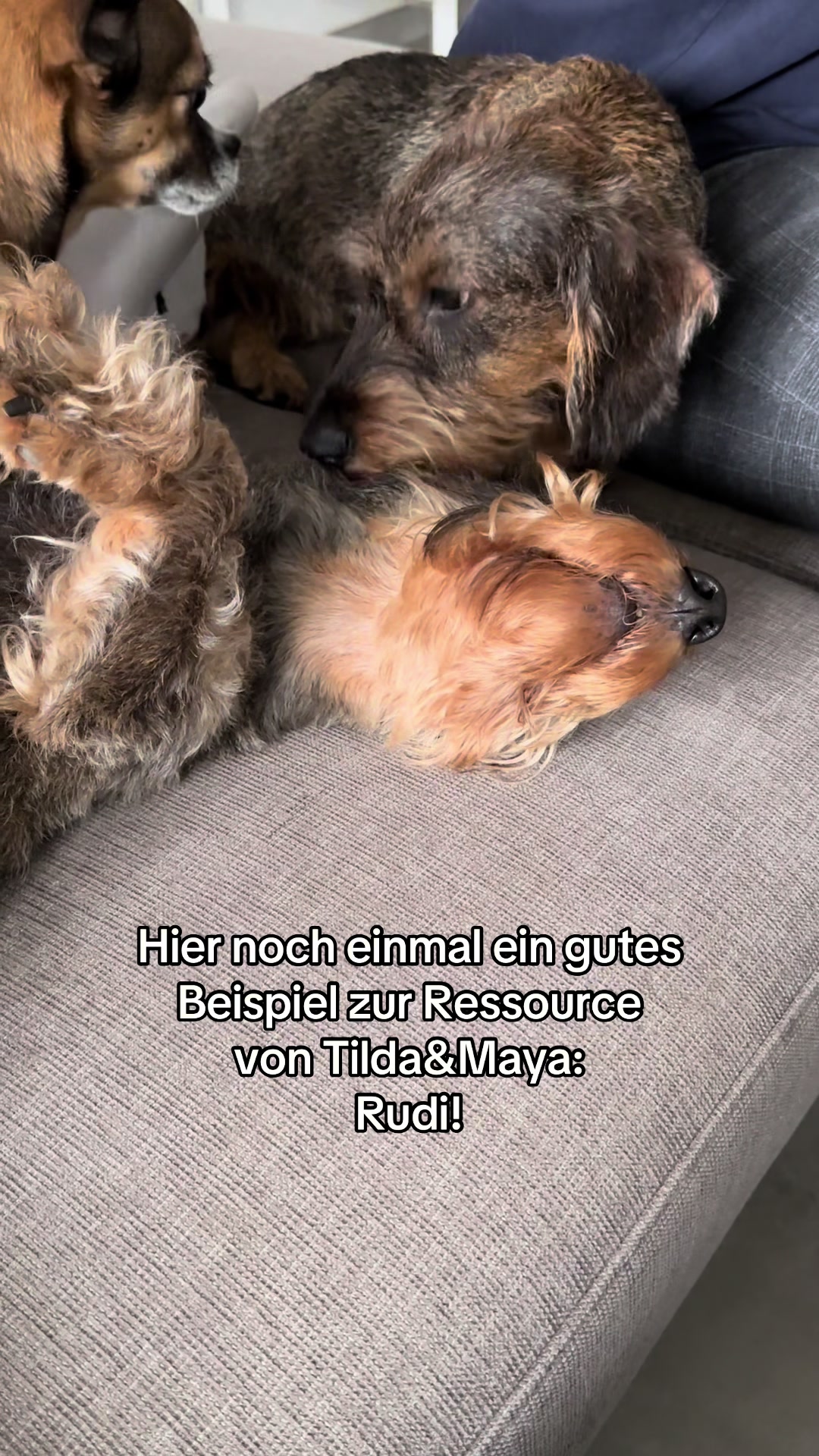 @Ichsch&uuml;tzekinderundtiere