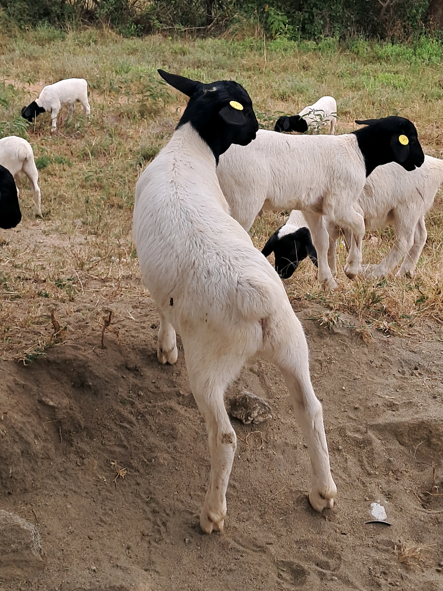 @DorperfarmsKE