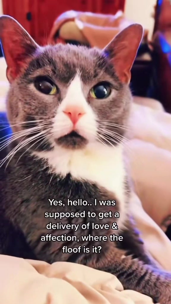 @Trixie the Tuxie
