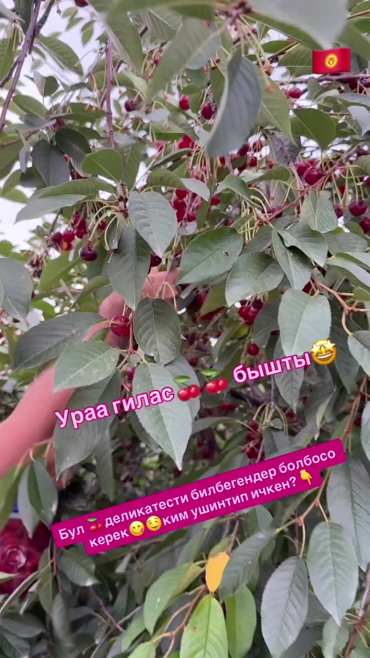 @СУПЕР САДОВНИК ИЗ ЖАЛАЛ-АБАДА