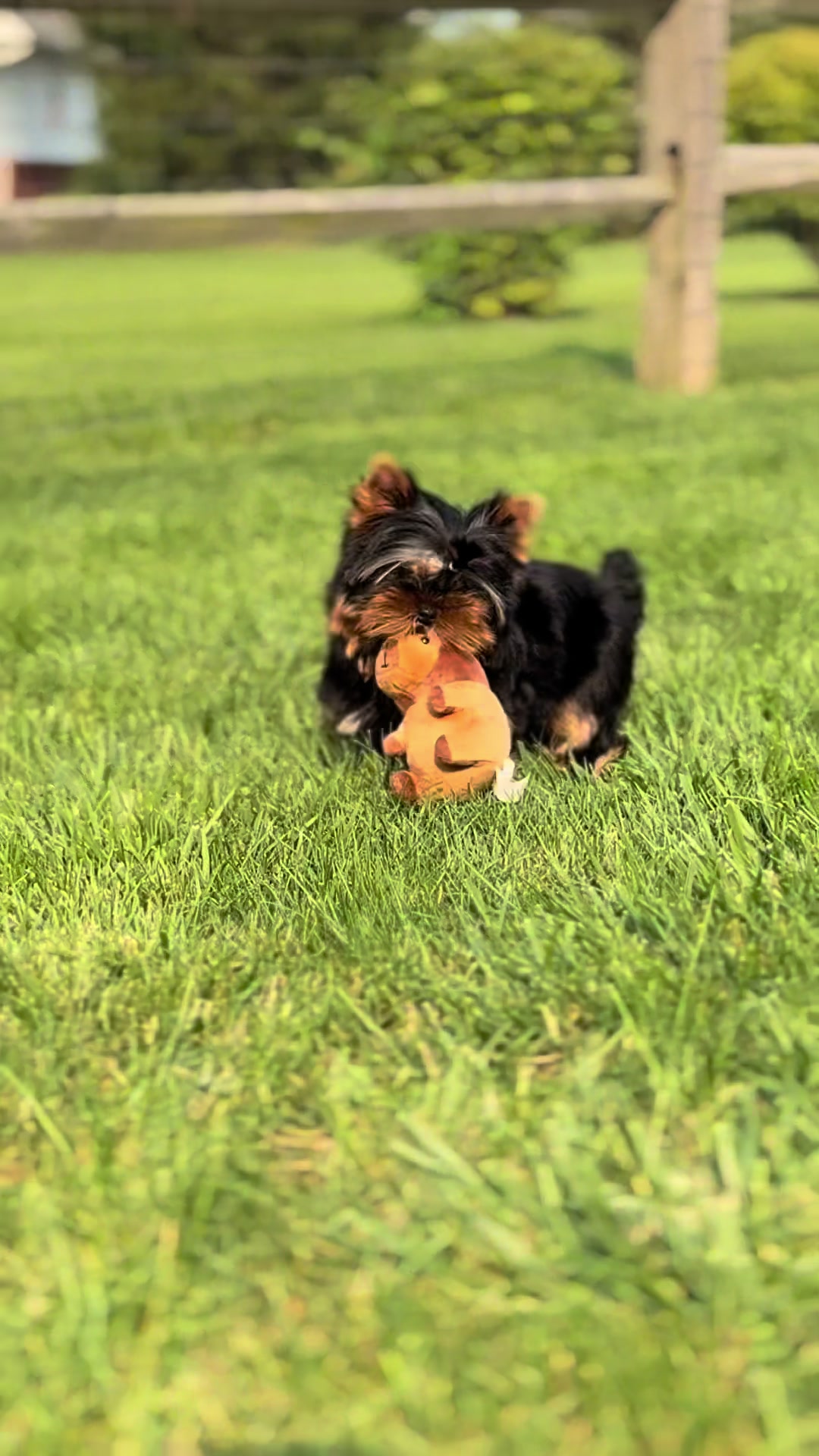 @Kimbrays Yorkies