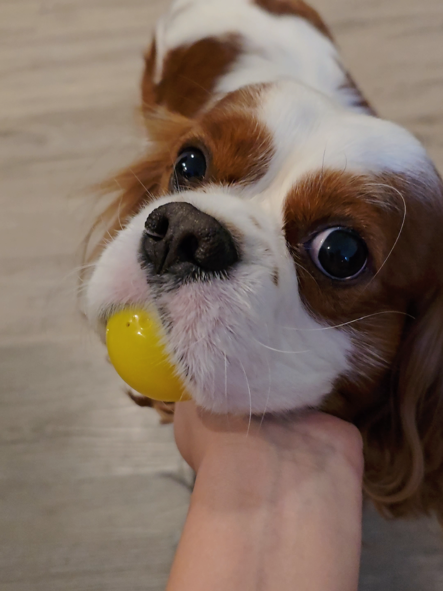 @Rocky Cavalier King Charles