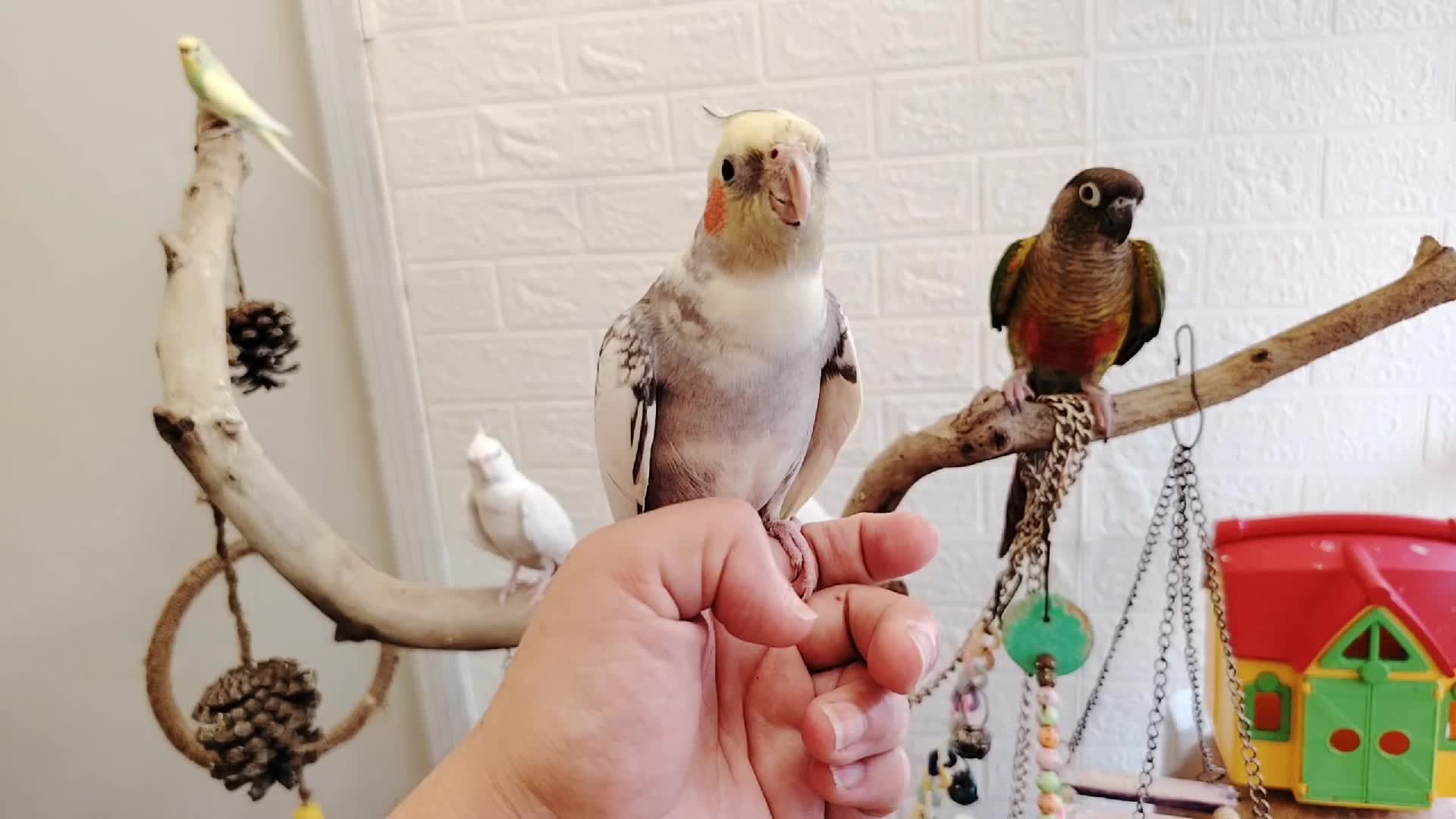 @Cockatiels Craze