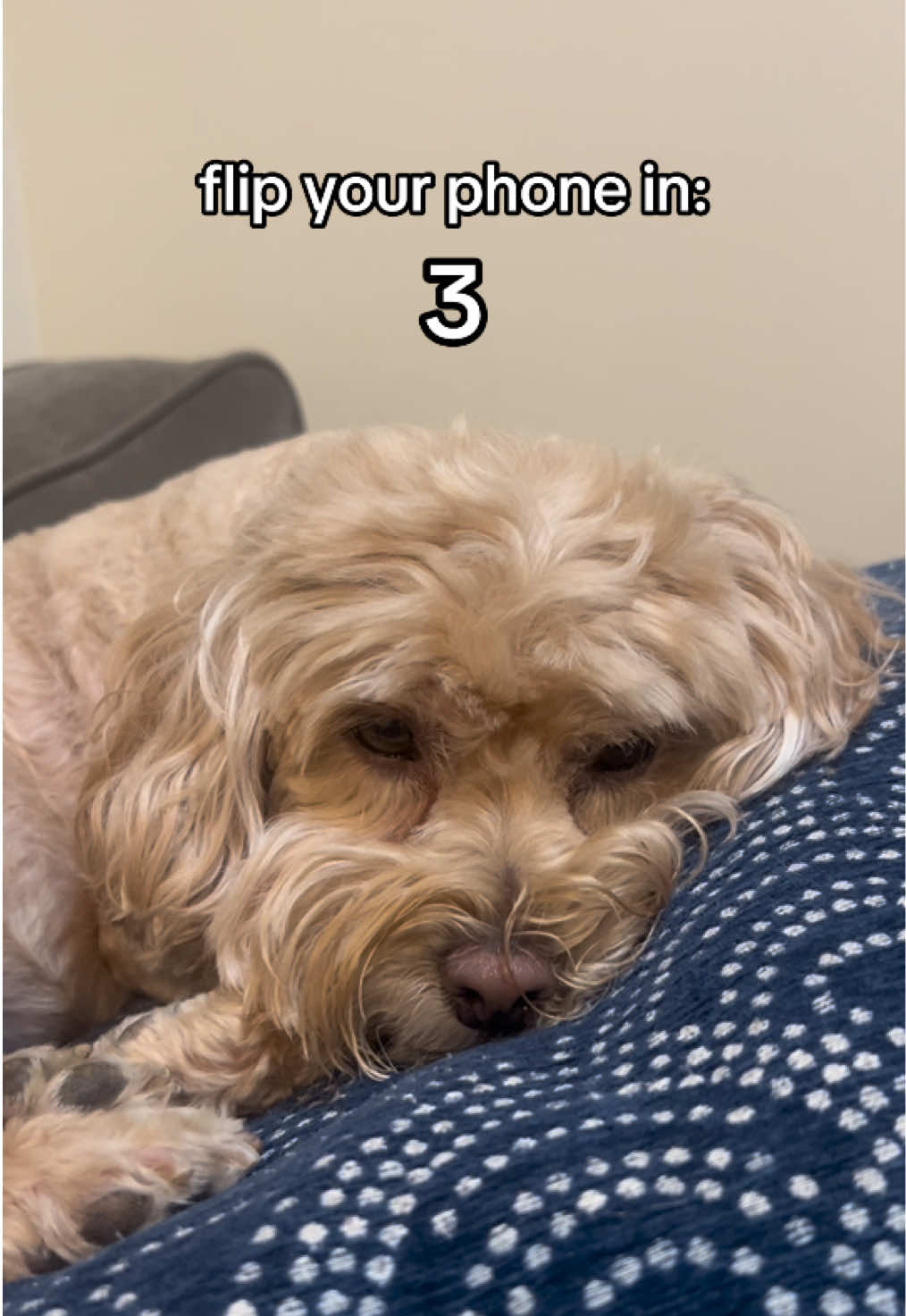 @ChloeCaboodleDoodle