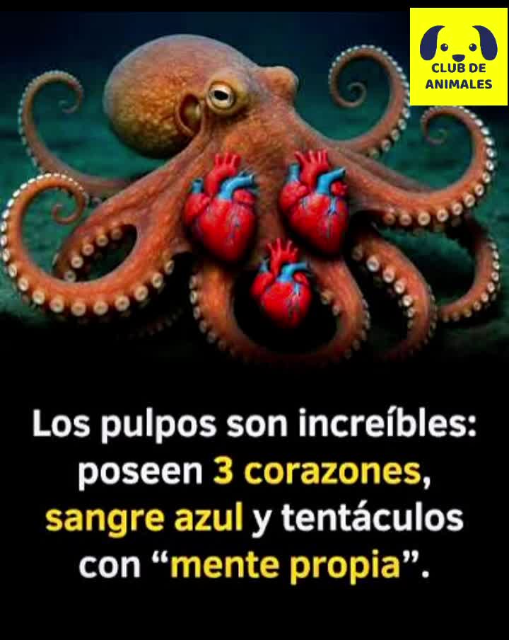 @CLUB DE ANIMALES