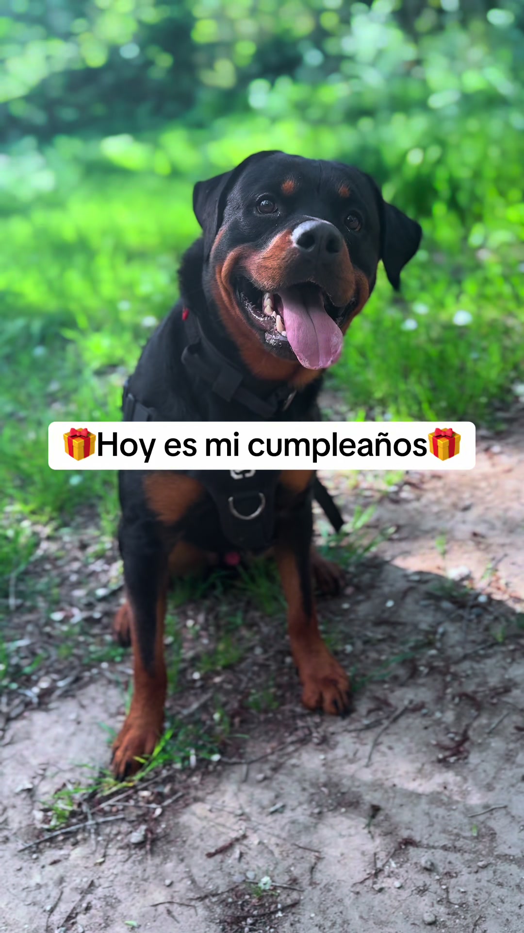 @José Ramos & Anubis Rottweiler