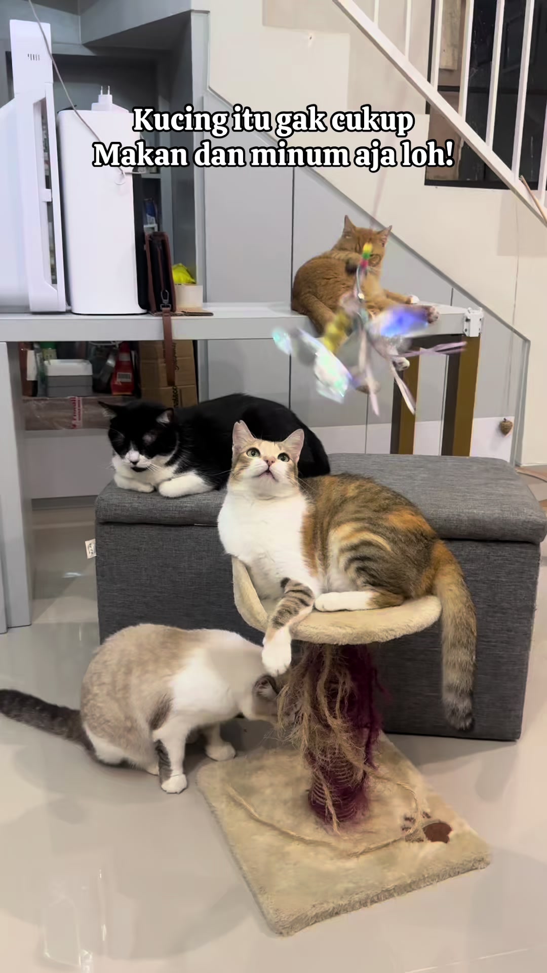 @Rapalguna | bapakkucing 🐱