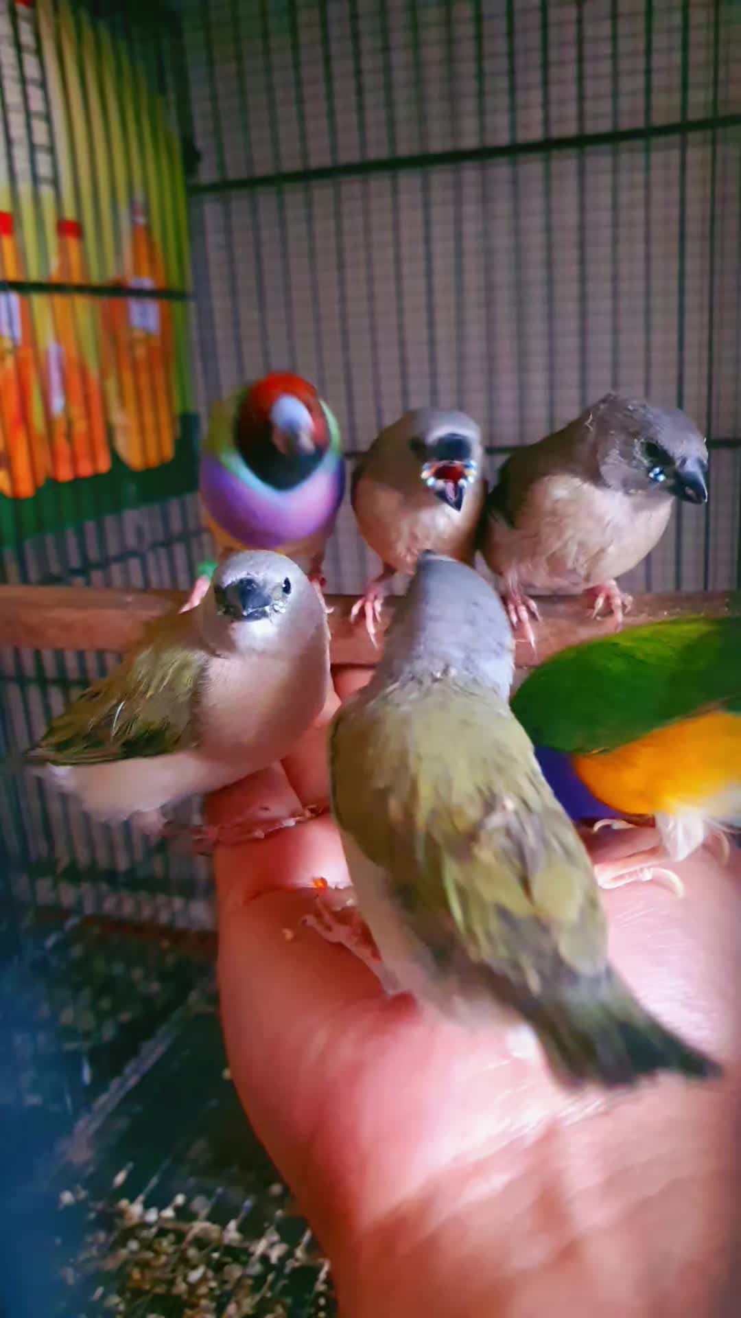 @B for birds