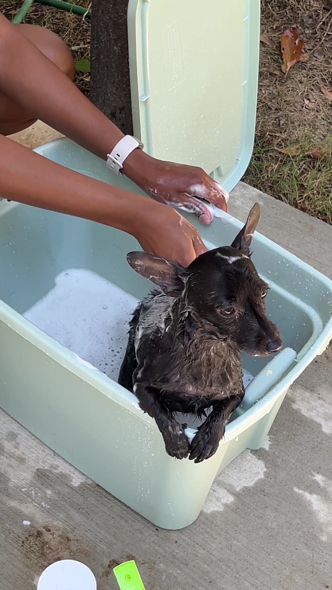 @Blackjack_Chihuahua